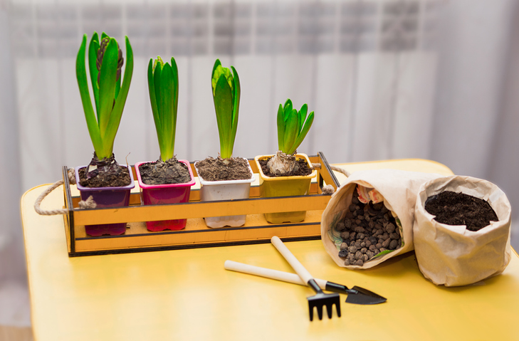 Presádzanie orchideí Presádzanie orchideí